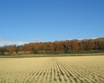 gt