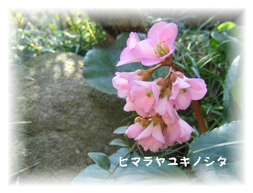 ヒマラヤユキノシタ