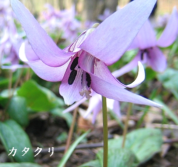 カタクリ1