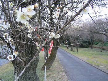 華蔵寺の梅