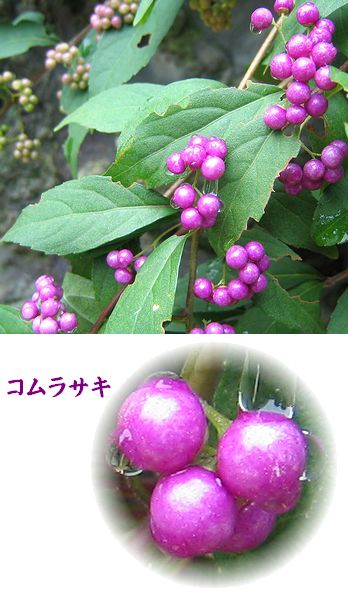 コムラサキ