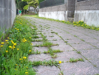 タンポポ1