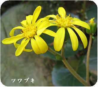 つわぶき