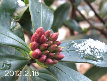 沈丁花と雪